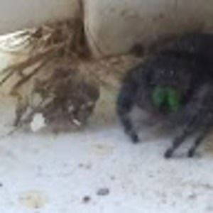 Meet your Posher, Jonae